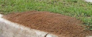 ant removal service tampa