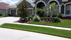 Tampa lawn care