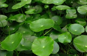 dollar weed elimination